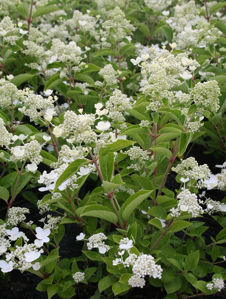 Obraz Hydrangea